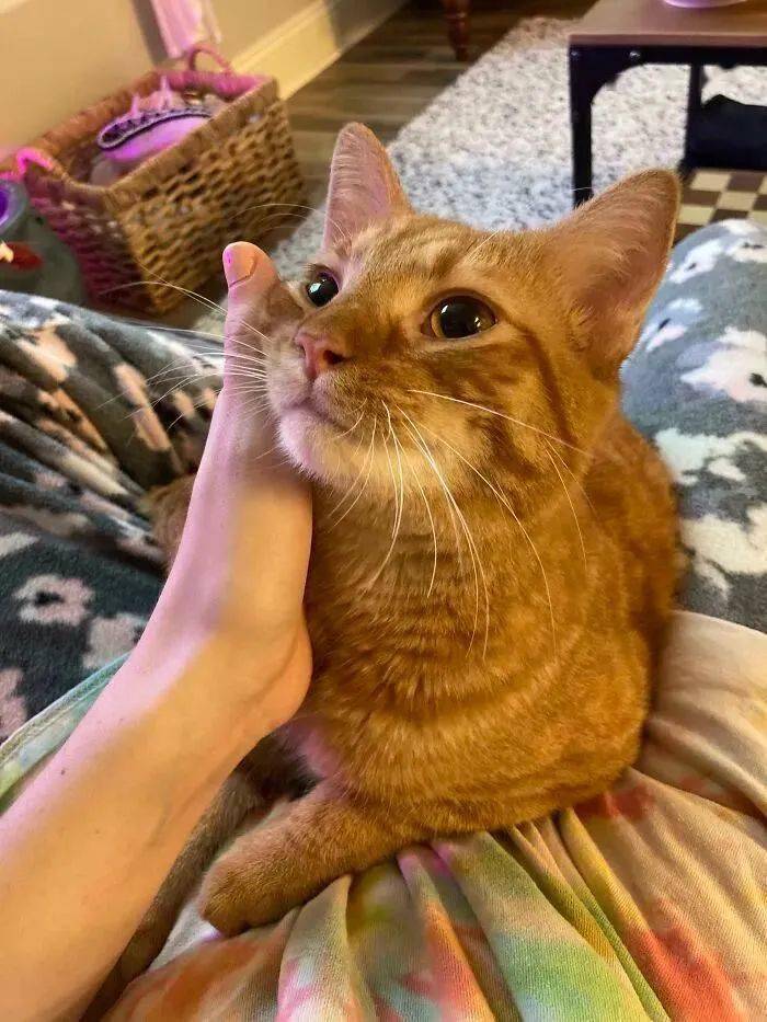 猫猫的这种眼神,只有它最爱的人才能看到!rnm