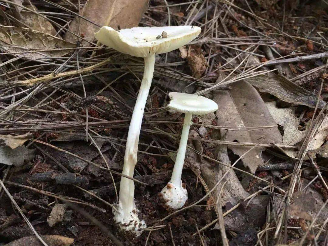 北京毒蘑菇图片