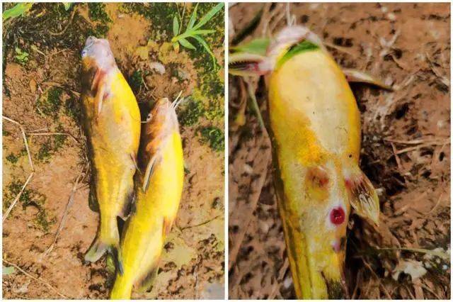 黄颡鱼 腹水 多发 形成原因也较为复杂 对症治疗才是关键所在 饲料