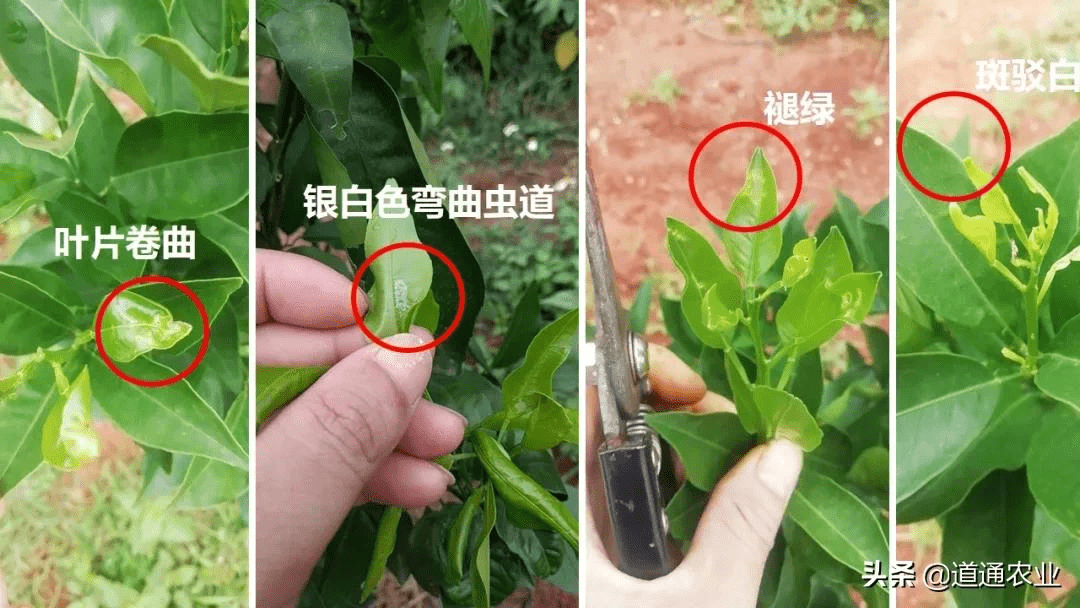 小暑將至天氣炎熱潛葉蛾出沒抓緊防治