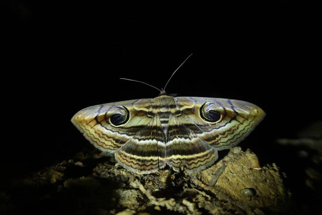 鹿蛾是许愿虫因为飞起来像梦想