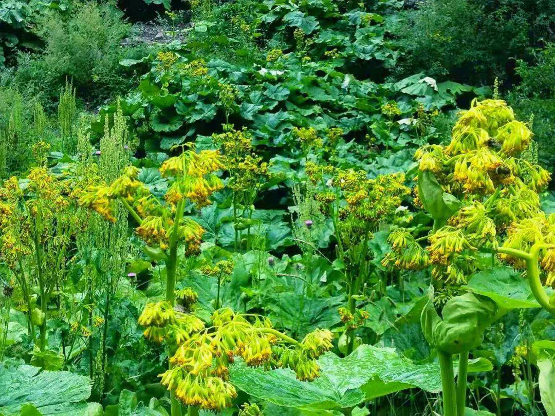 泾源野荷谷的野荷开花啦
