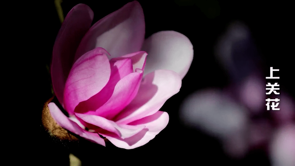 神秘"上关花"再现苍山岭_大理