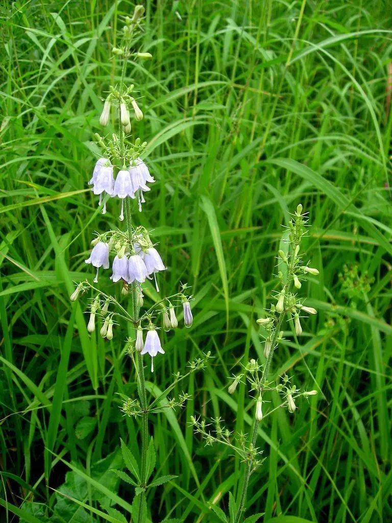 沙参什么人可以吃 f8338622dfcb43b692702fe637cb3a4c.jpeg