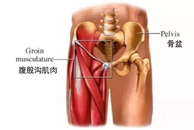髋关节腹股沟的位置图图片