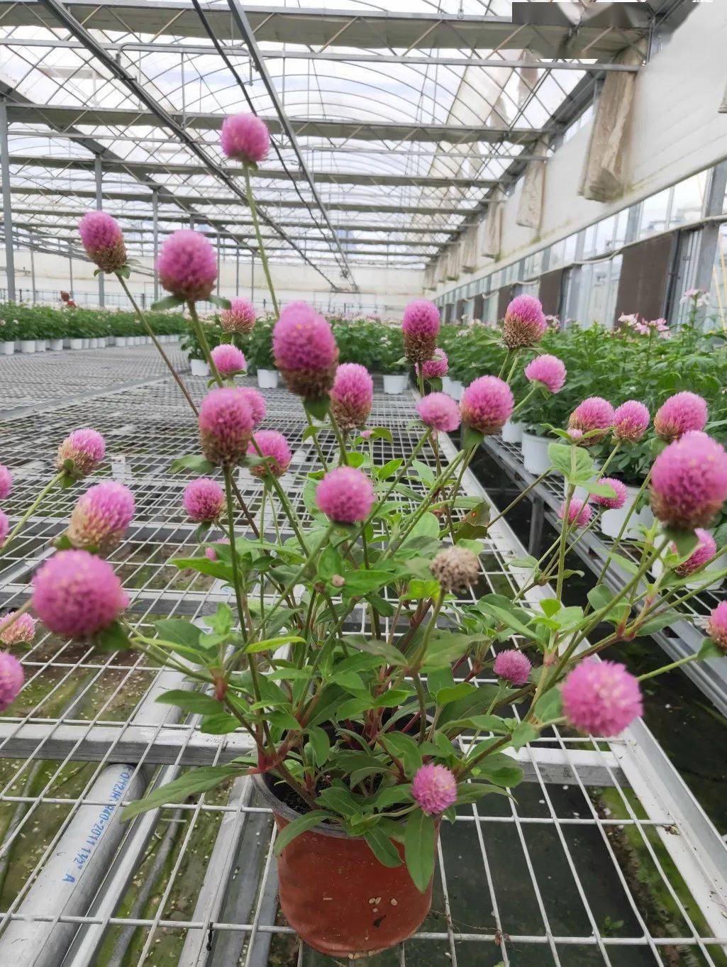 风雨同舟,一起加油|贝利得花卉基地最新可供品种推荐