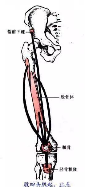 髂胫束的前世今生为啥受伤的总是我