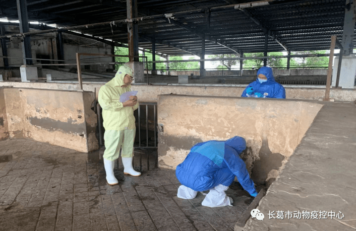 市疫控中心开展汛后非洲猪瘟风险监测采样强化疫病监测消除疫情隐患