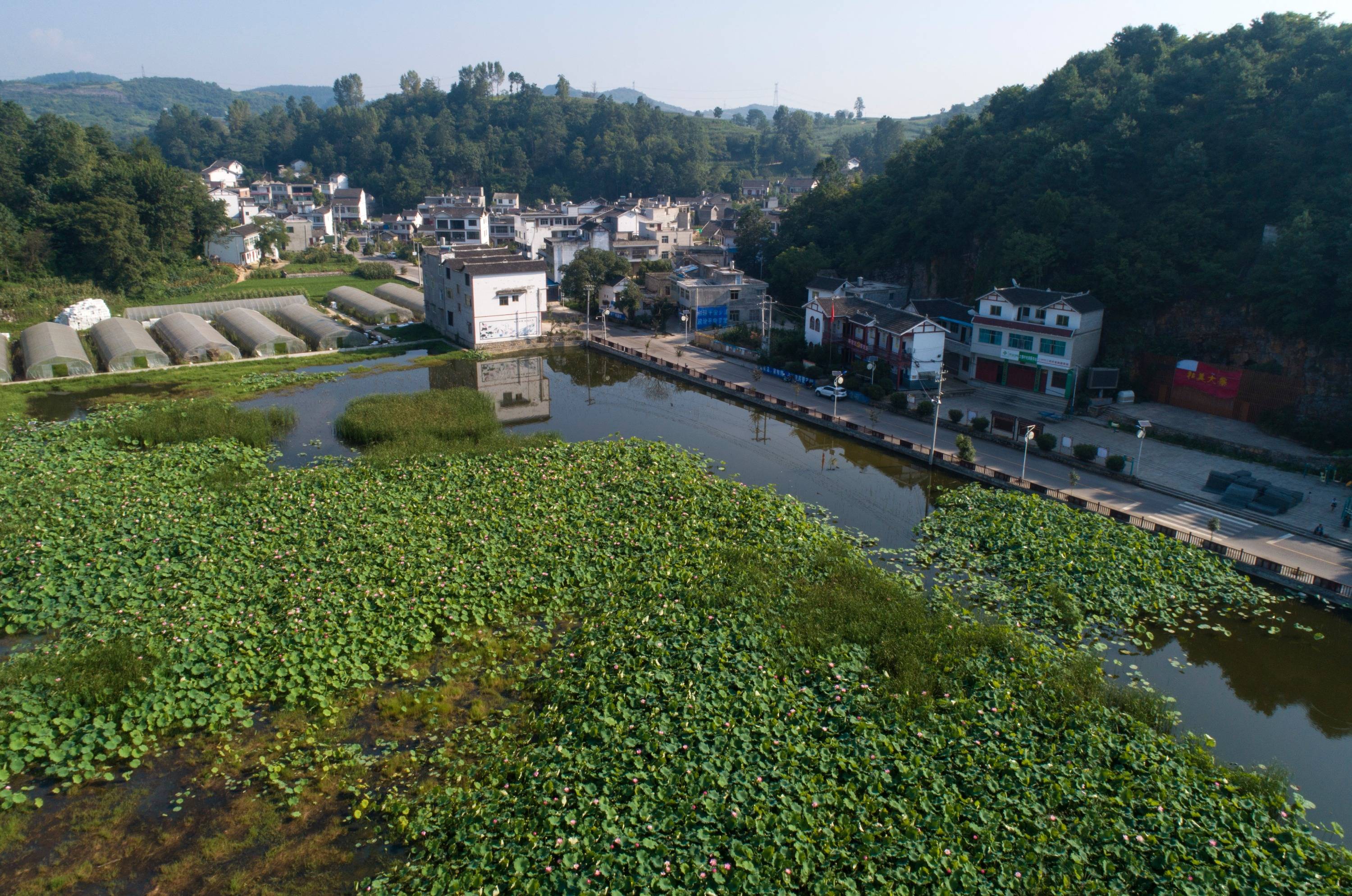 贵州黔西荷花盛开乡村美走向乡村振兴