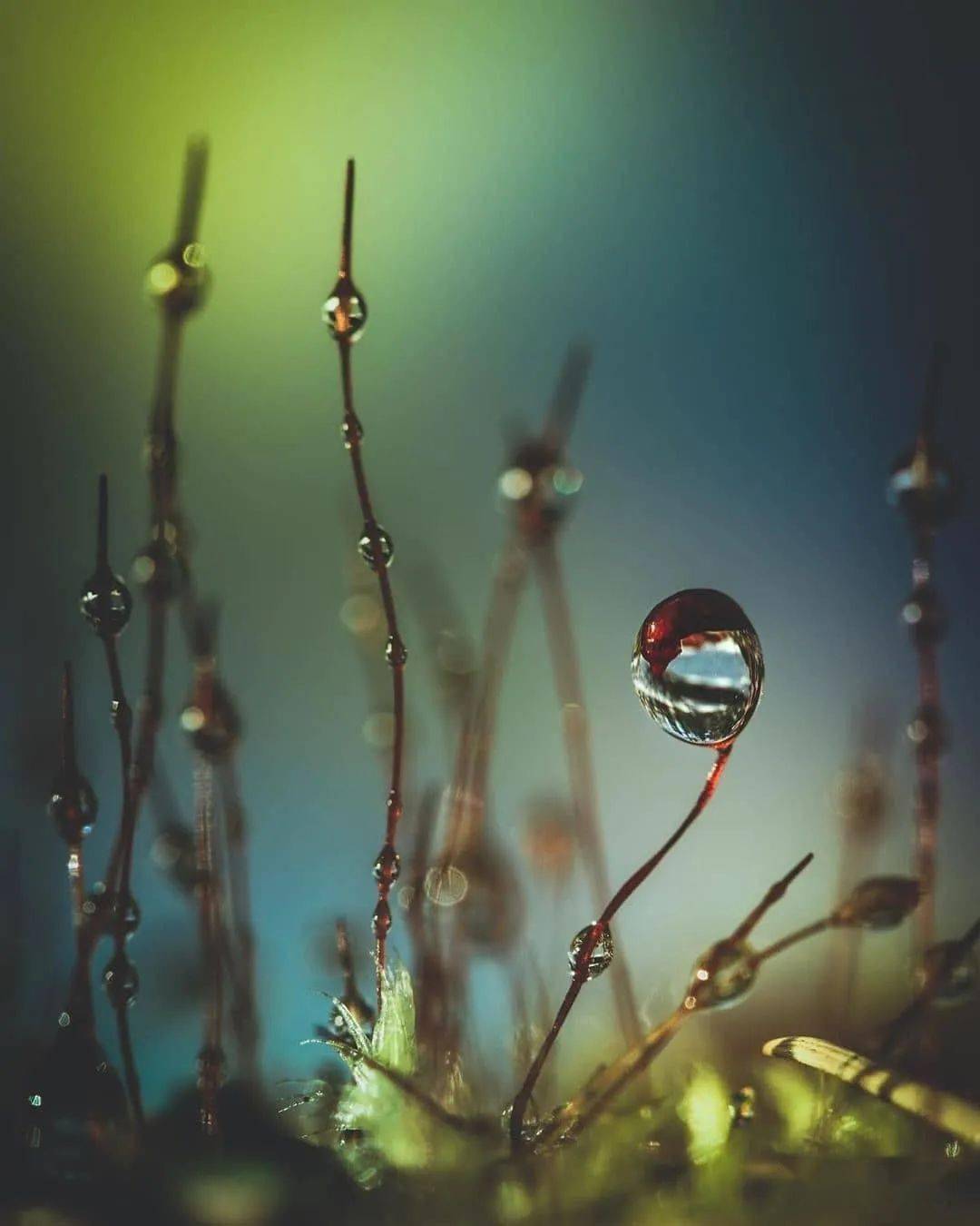 虚实间的娇美花朵