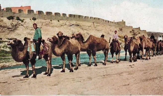 (驼队老照片)在驼道文化的历史痕迹中,其实是不止有驼道中的黑话暗语