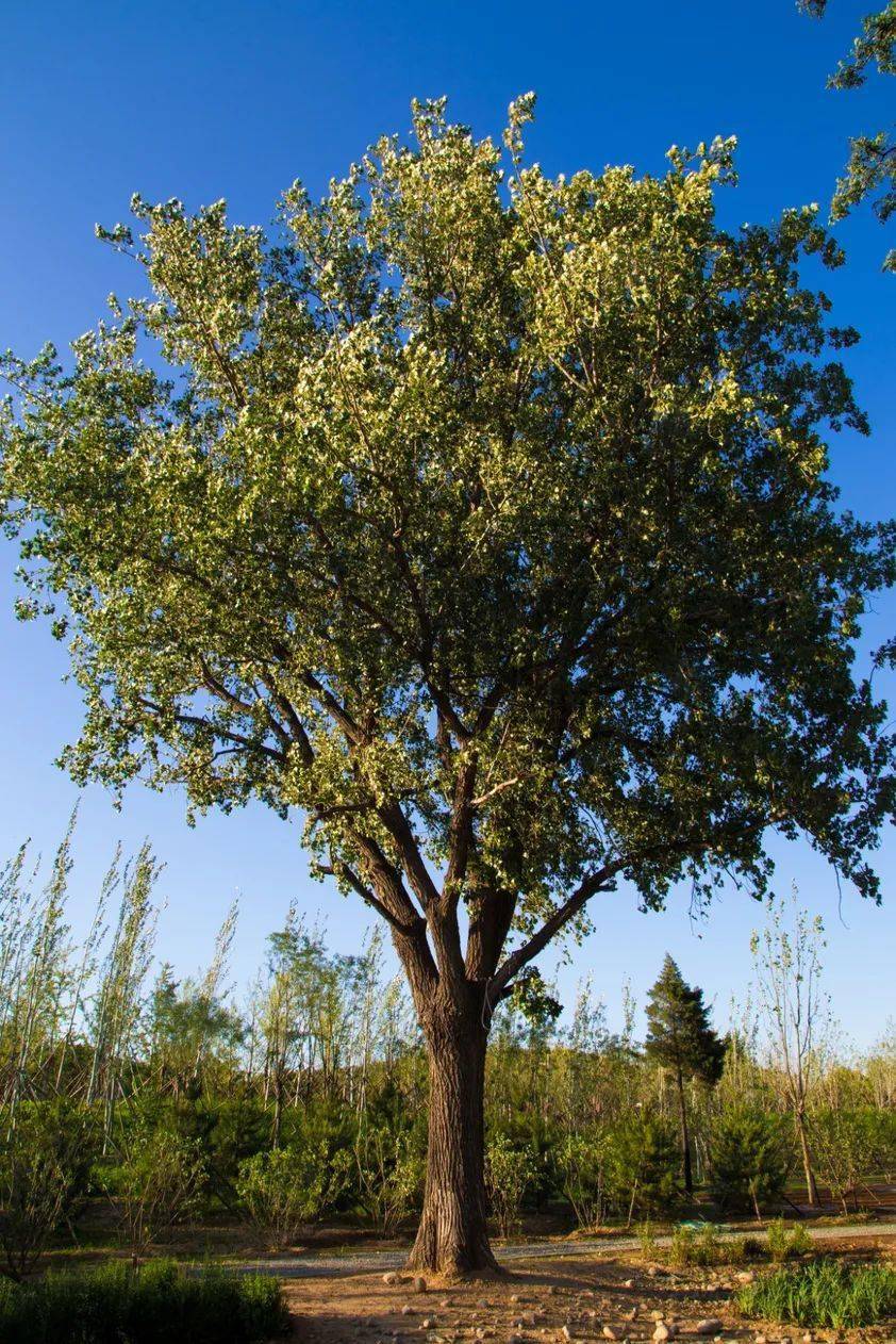 夏日,来这座森林公园——功德寺公园寻一片清凉!