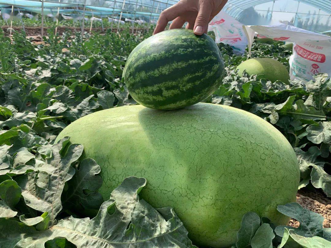 巴彦淖尔一村庄现巨型西瓜重达100斤马上上市
