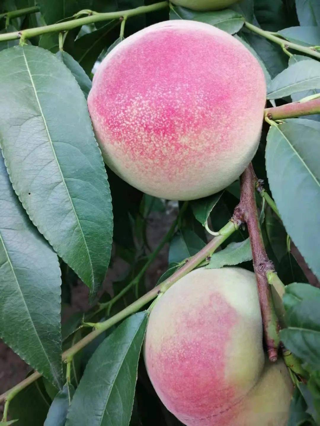 什川白凤桃熟了