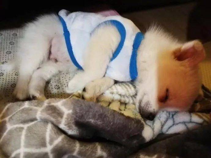 萌图|网友家的小白狗烤火睡觉，没想到醒来之后竟然变成了柯基！！