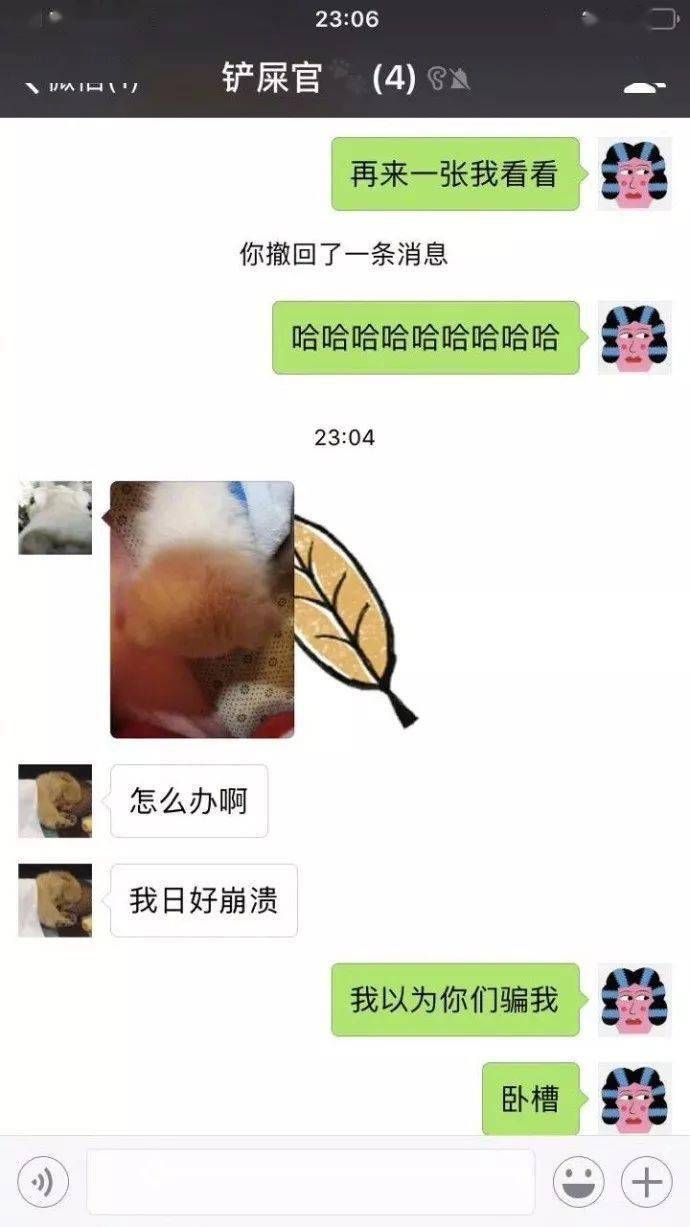 萌图|网友家的小白狗烤火睡觉，没想到醒来之后竟然变成了柯基！！