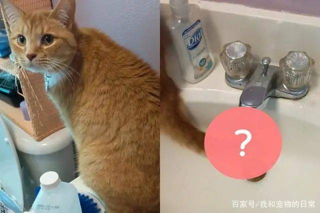 奴才好心提醒猫咪尾巴被沾湿 橘猫下秒反应却超叛逆 水流