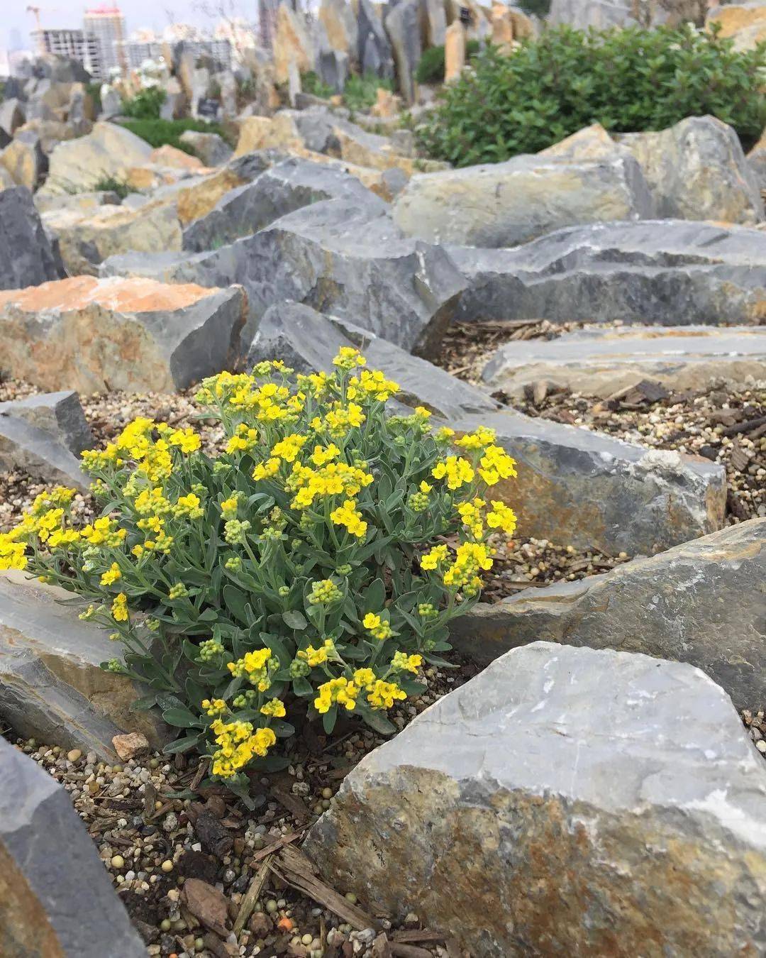 花园里的岩生庭荠,就像是一道光,总能抓住你的目光!