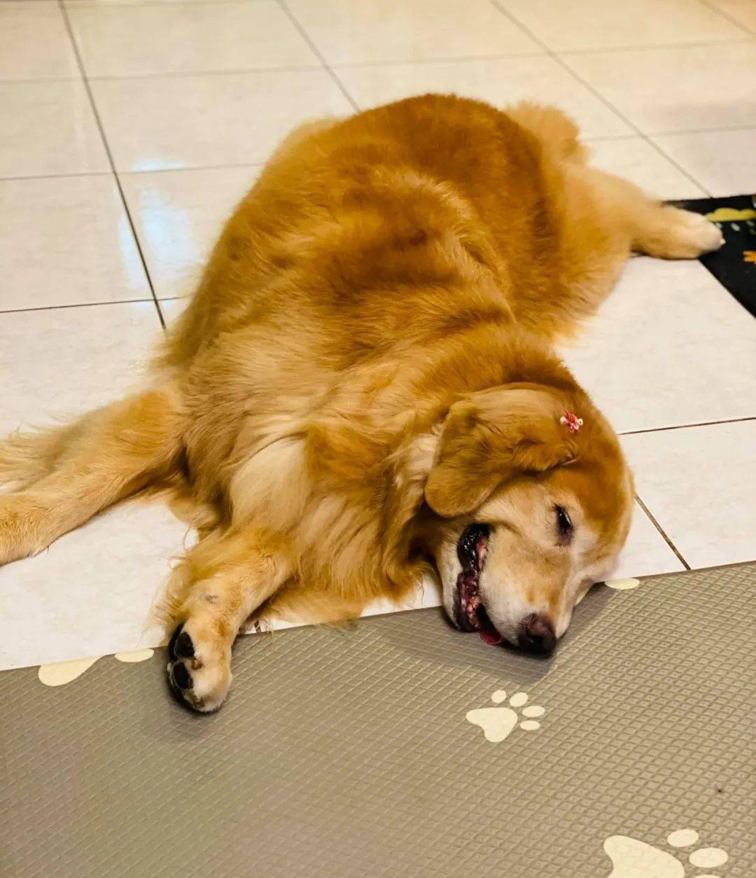 大金毛趴在马路中央当路霸,原因叫人哭笑不得!