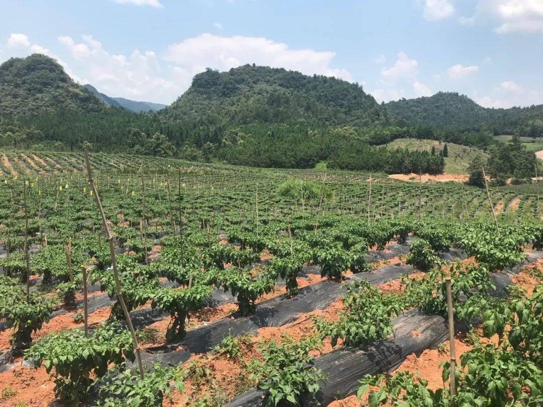 周覃水备辣椒基地产销对接"强","迟滞"变"通畅".