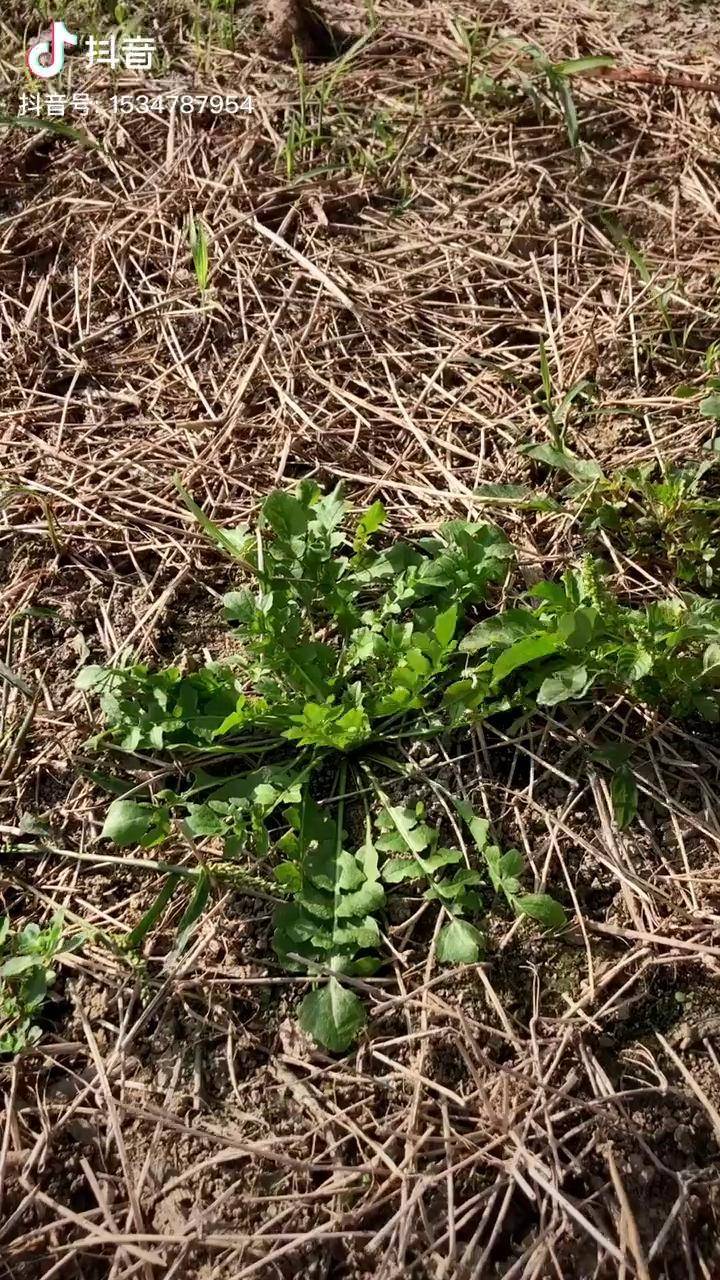 正宗野生荠菜花费了一个上午时间就挖了这么多农村荠菜