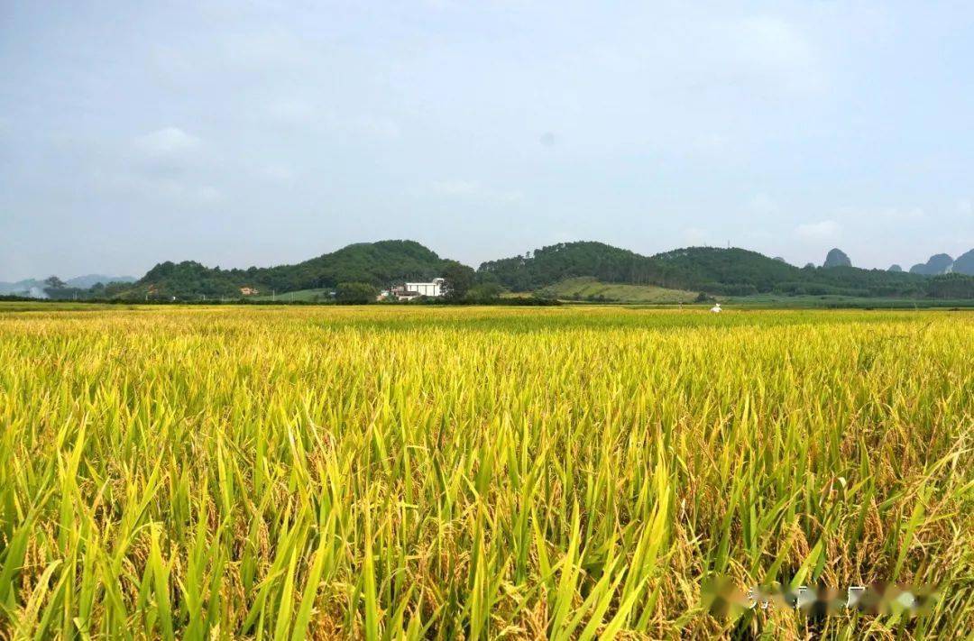 禾黃稻熟正當時盛夏時節雙搶忙