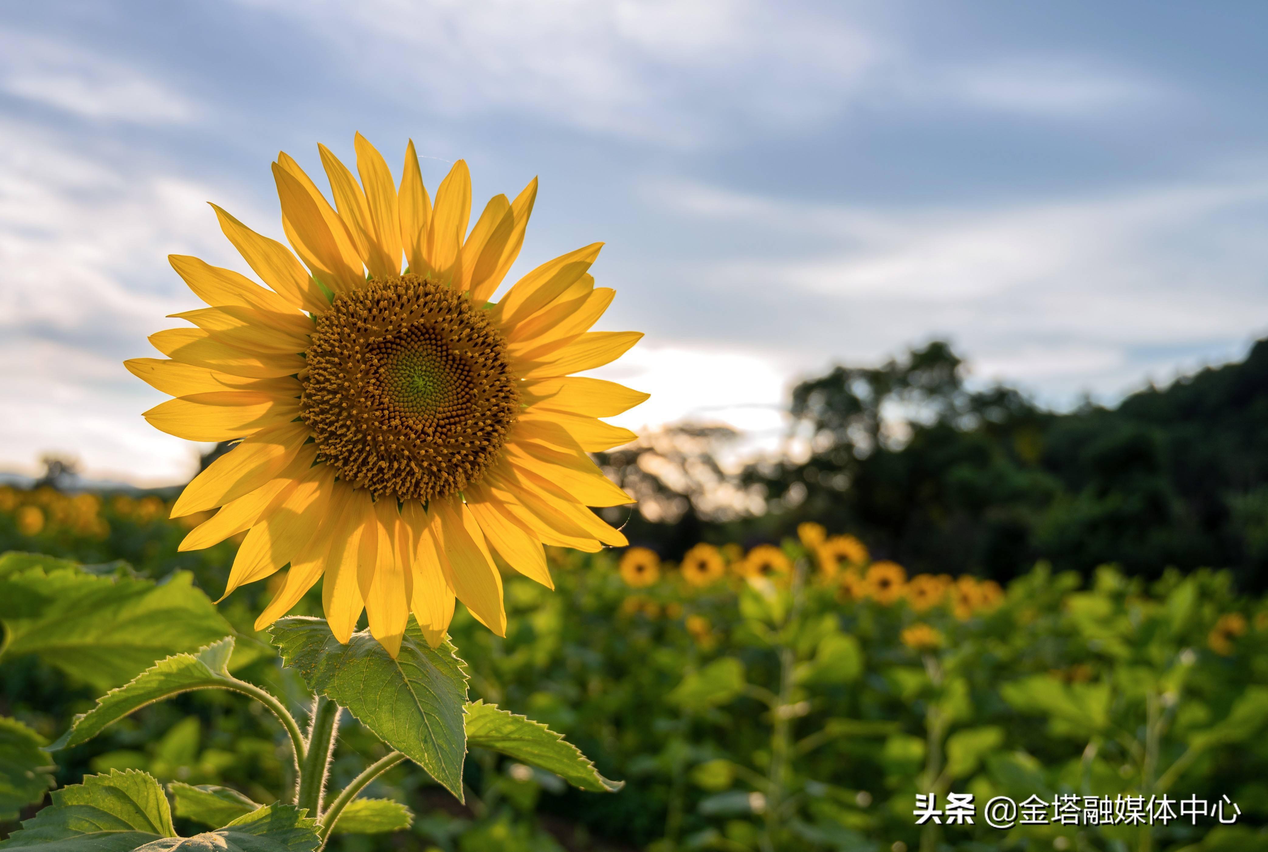 清新福建福建光澤向陽花開