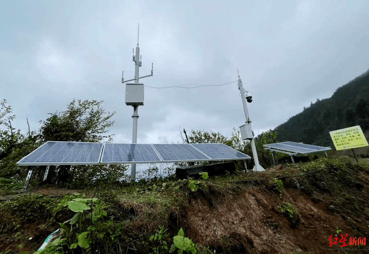 大熊猫|全国首个！四川平武成功部署这个系统：给野生大熊猫拍照“快洗冲印”