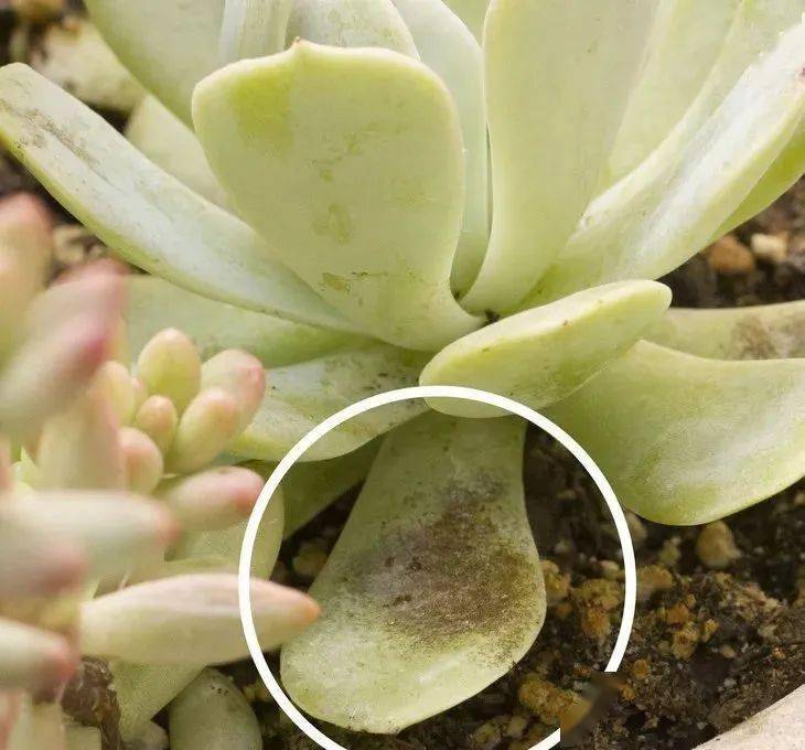 多肉养护多肉晒伤的辨识预防和伤后护理