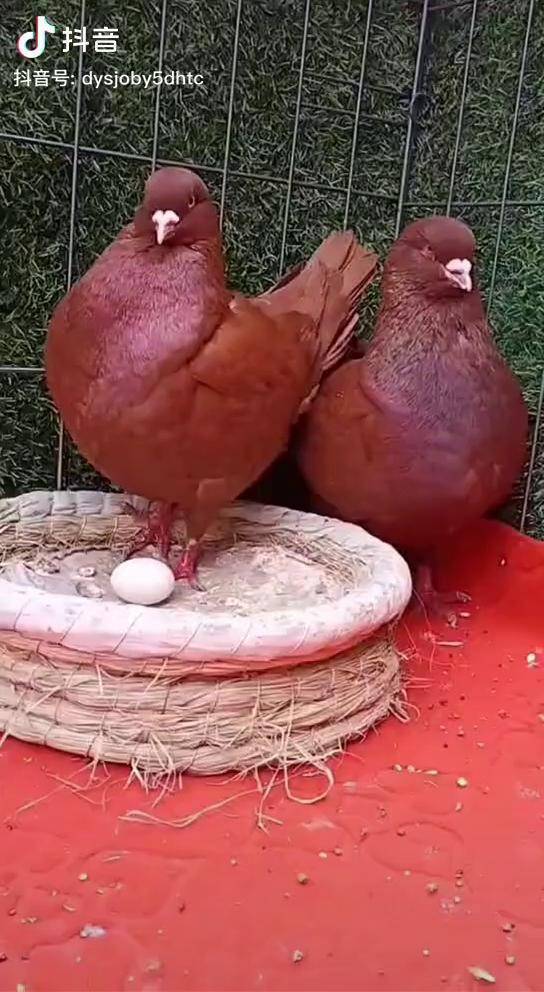 五斤八两中国红元宝鸽超级适合农村养 有玉米就能养不会飞 一公一母