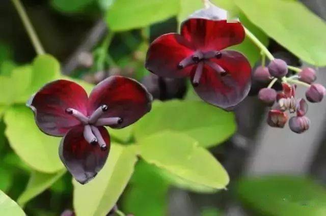 八月炸儿时的回忆