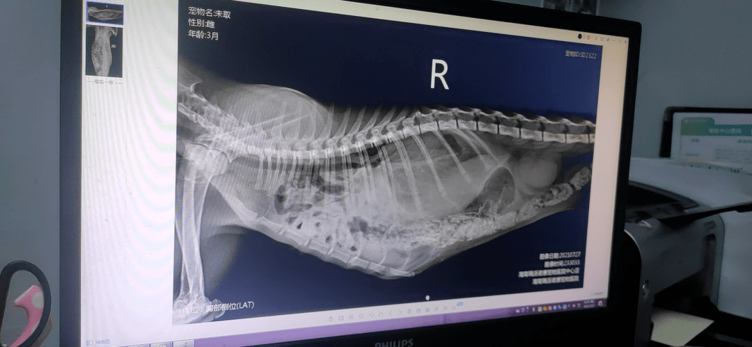 医生说x光片发现不好情况,需要我们做决定是否进行后续治疗 因为猫咪