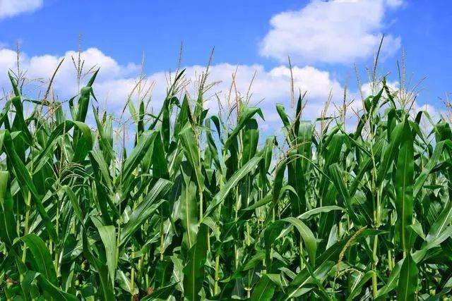玉米花粒期的田间管理