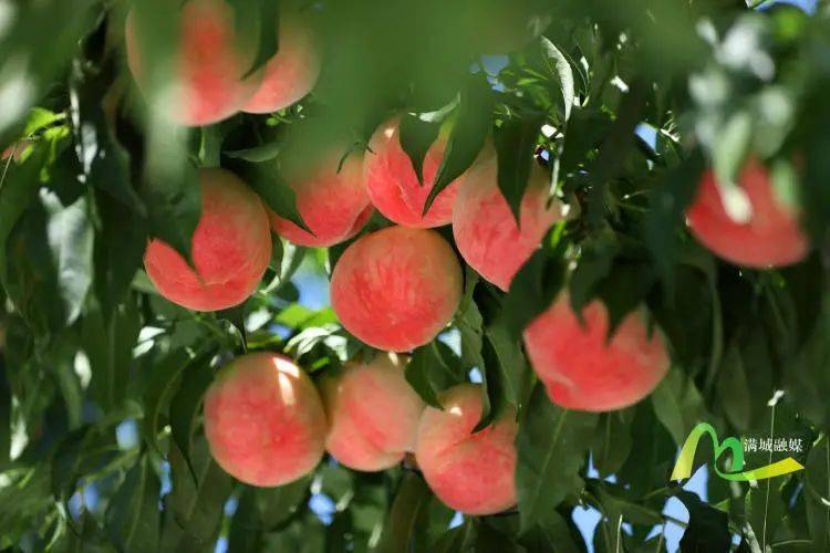 融媒爱心带货满城区神星镇红岗山鲜桃进入丰收季