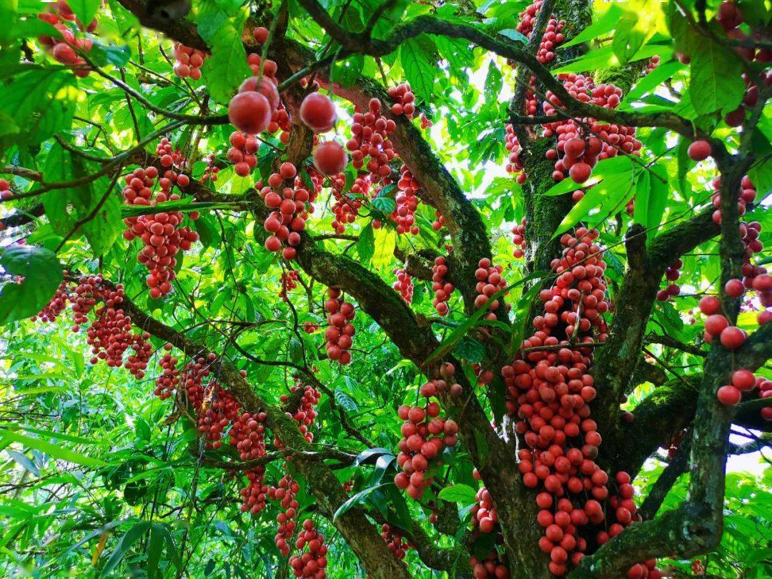 【云果】八月江城三丫果,酸甜可口"红灯笼"!