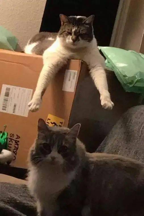 总爱伸出一只手这是猫在搞神秘仪式吗