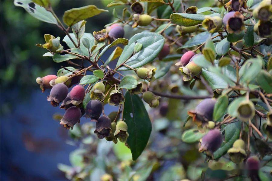 童年回忆江门这种野果成熟了你小时候摘过吗