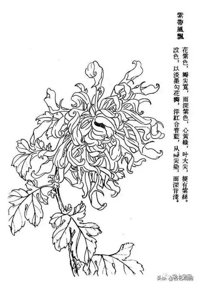 60种菊花工笔白描写生画法