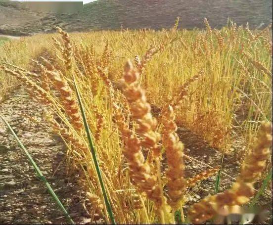皋兰禾尚头小麦具备极强的抗旱,耐寒,耐瘠薄,耐盐碱性能和苗硬,透砂土
