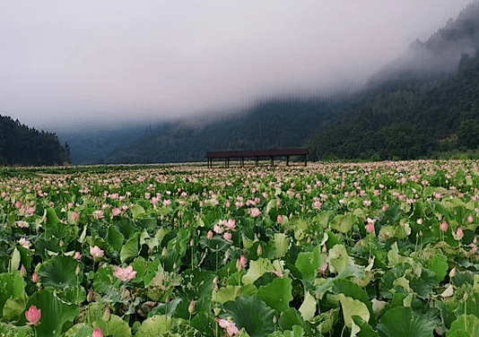 漳平溪南镇东湖的景点图片