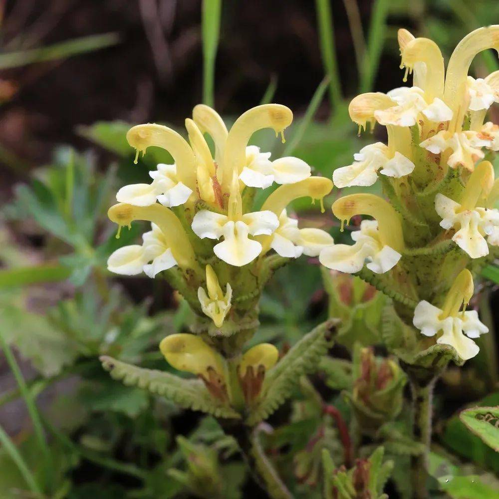 川西7月乱花渐欲迷人眼的马先蒿