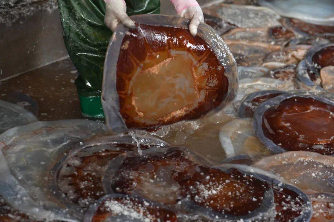 实拍城阳红岛海蜇丰收季打捞分割盐腌就差你买回家吃啦