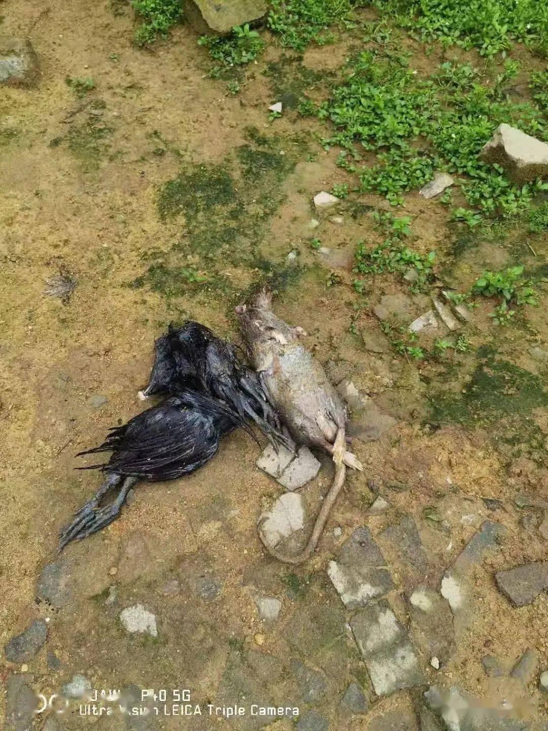 [吓哭] 惠安惊现大蟒蛇"吃鸡",专业人员成功捕获.