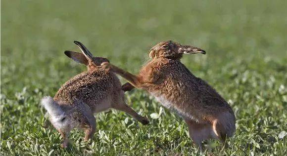 兔子打架谜底图片