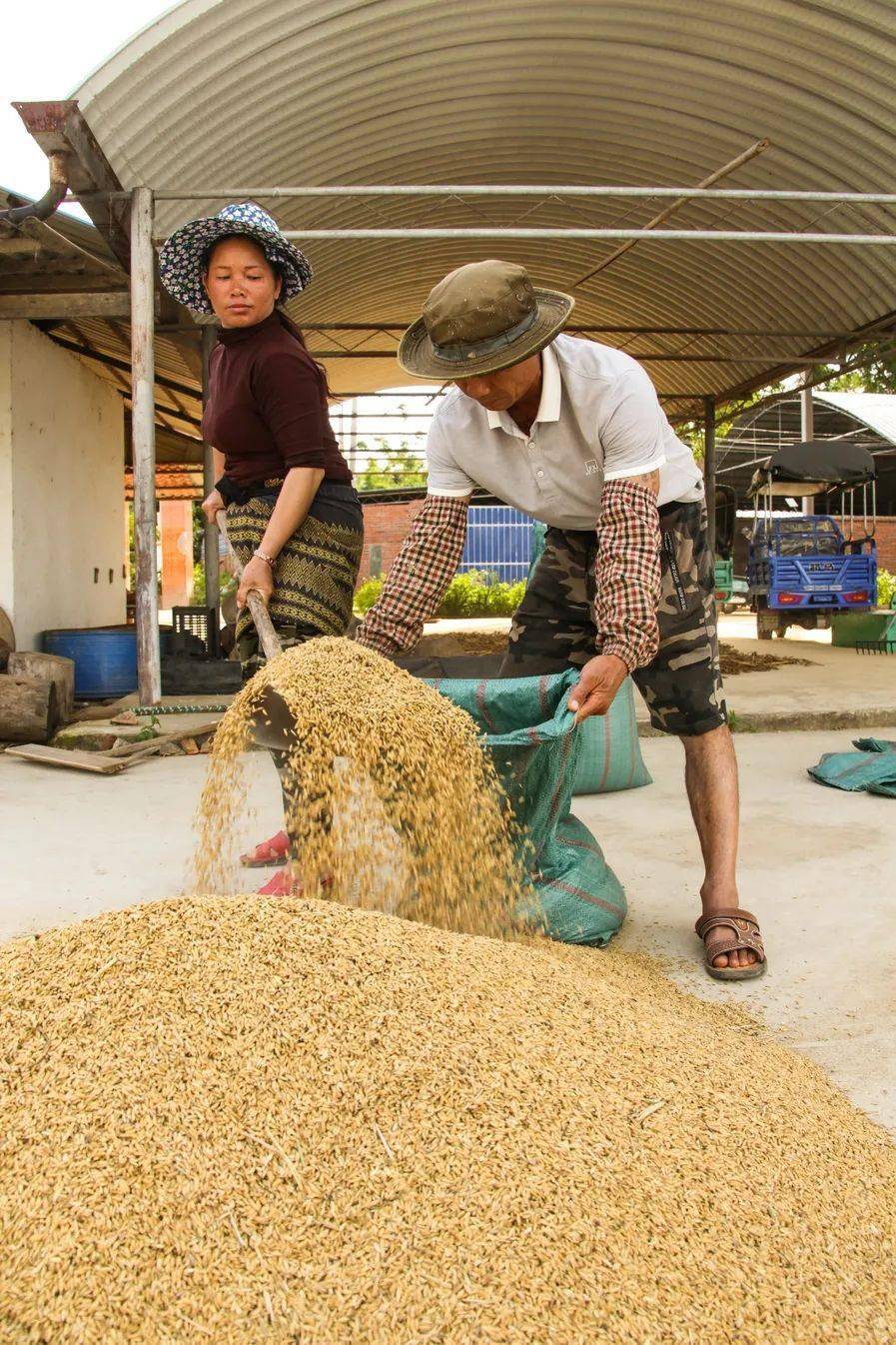 图集:抓住时机晒稻谷