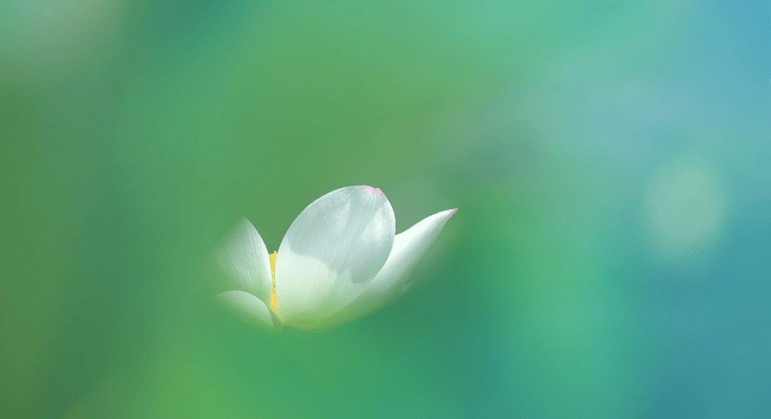 阳光洒下绿色的荷叶更加苍翠欲滴微风拂过荷花随碧绿的波浪摇曳着如