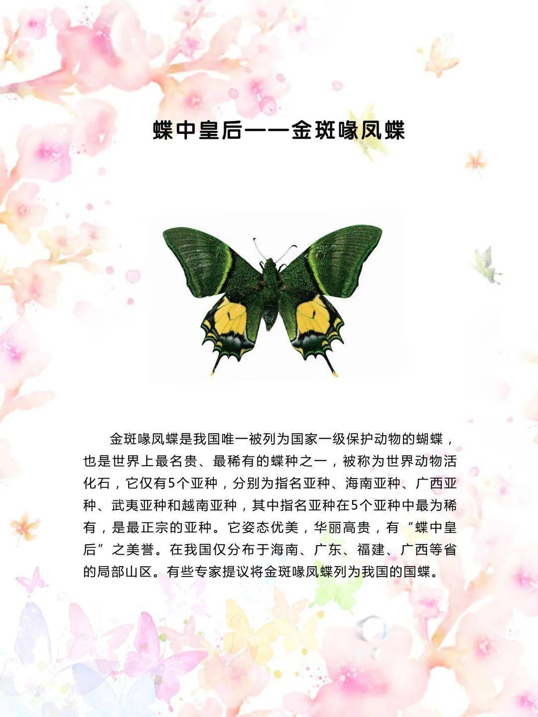 蝴蝶舞文案 e46e34c6459b4bb0904d8c89273e16d6.jpeg