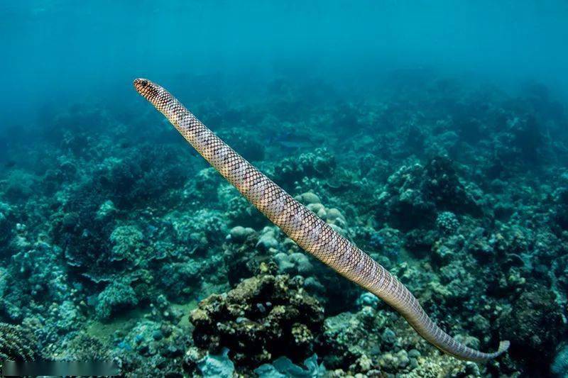 裂颊海蛇图片图片
