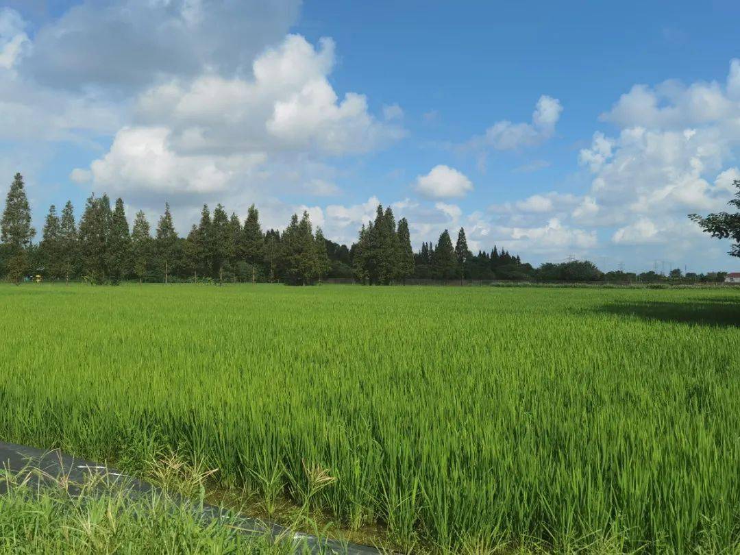 青浦12.2万亩水稻长势喜人,丰收在望!_农业