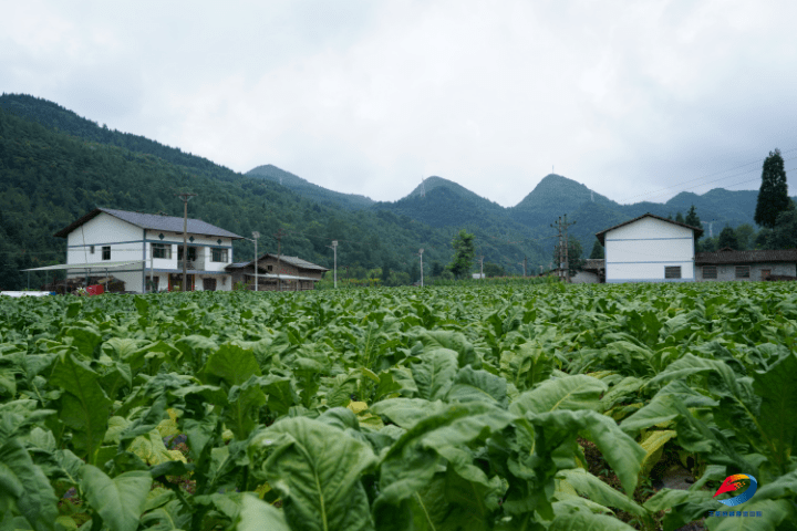 四川烟草种植地区图片